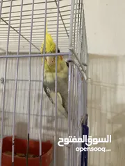  4 جوز كوكتيل للبيع في معان الجوز شغالات وفي معاهن أفراخهم السعر من الاخر