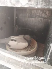  14 حمام نخب صحه ونضافه للبيع
