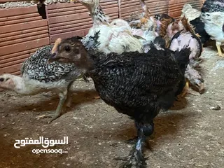  13 دجاج  فيومي وعربي وجيان