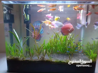  2 حوض سمك اوروبي كامل مع الاسماك