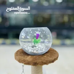  7 عرض ناار حوض سمك حجم وسط مع 3 سمكات
