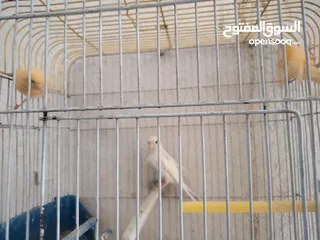  3 طيرة بيضاء و فرخين جزريات للبيع ب 20 دينار