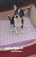  2 Chihuahua puppies