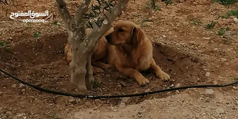  2 جوز Golden Retriever جولدن ريتريفر اصلي ذكر وأنثى لأعلى سعر
