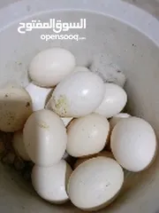  1 بيع بيض كوشن