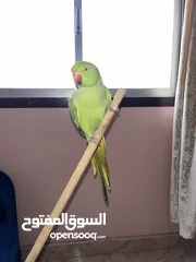 7 1 years parrot
