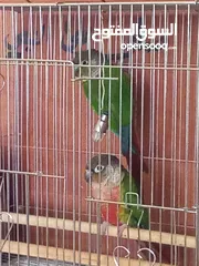  1 النوع : جرين تشك  الجنس : زوج مفحوص dna  الحالة : جاهزين للانتاج  السعر : 1000 الموقع : رام الله