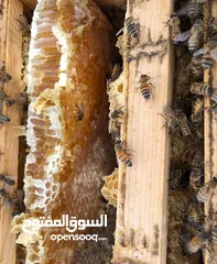  3 مناحل بروق الجزيرة لبيع العسل العماني مقابل وكاله تويوتا البريمي على الشارع العام