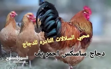  14 بيض مخصب و صيصان لسلالات دجاج نادره على مستوى العالم