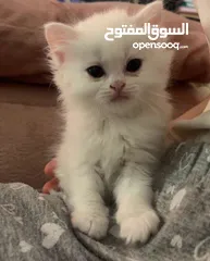  1 قطط مكس انغورا وشيرازي للبيع بسعر مناسبب جدا وقابل للتفاوض اكيد