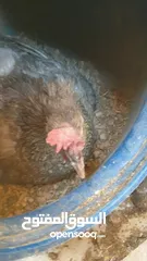  3 دجاجه بلدي راقد
