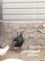  2 ديك رومي فحل عمرة سنه