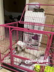  2 كلب زينه   بعمر ال 8 اشهر هادء جداااااا