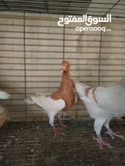  3 جوزين مخاليف جوز  كشكي اصفر وجوز مسكي