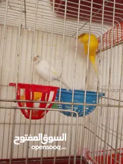  5 ابو أحمد المصري