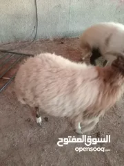  2 خرفان بلدي اضاحي