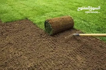  1 نجيل ديكوندرا ونجيل طبيعي