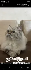  1 قطه هيمالايا