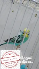  10 سعر حرققققق