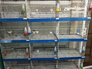  4 غرفة طيور كامله للبيع اقرأ الوصف سعر قابل للتفاوض بشكل بسيط