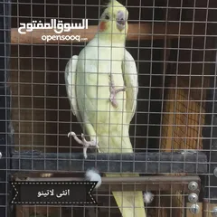  4 للبيع ببغاء  كوكتيل منتج