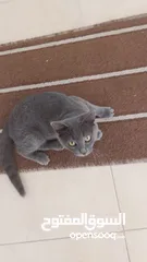  2 قطه للبيع  عمرها خمس اشهر   نوعه برتش  أليف جدا  ولونه gray