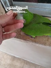  4 ببغاء كويكر