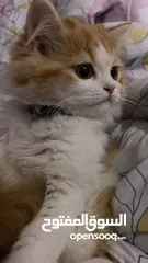  3 قط شيرازي بيور