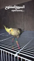  2 Cockatiel Baby Parrot Tamed Age 45 Days