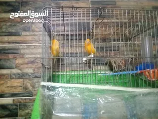  3 جوزرن كنار