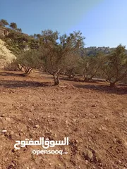  7 مزرعة للبيع من اراضي غرب عمان  منطقة البصة (ابو السوس ) للبيع بسعر مغري