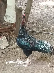  1 متاح 3ديوك 2 بكستاني واحد الماني