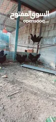  1 دجاج لامبرجيني ذو الحم والعضم وكامل اسود