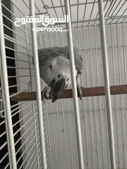  2 ببغاء كاسكو للبيع لعدم التفرغ