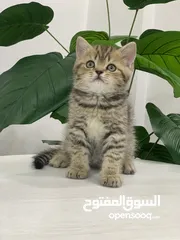  13 قطط سكوتش فولد وستريت  اقل سعر لهاد النوع للجادين فقط