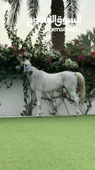  1 حصان عربي اصيل