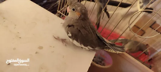  4 موجود ببغاء كوكتيل جوز  شغالات ميه الميه معهم فرخين صغار و فرخ كبير مفطوم
