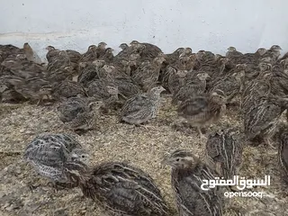  4 متوفر لدينا  فري (السمان) ذبخ +بياض
