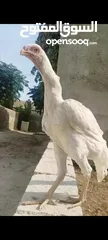  5 صيصان وديوك باكستاني