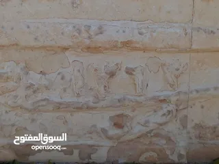  22 مطلوب للشراء ديوك بلدي ومصري عمر فوق الست شهور نشتري مهما كانت الكمية على دينارين للحبة
