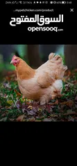  2 مطلوب دجاج من نفس النوع الظاهر بل صورة للتواصل عل خاص _________________________