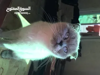  2 للبدل قطة بريتش شورت هير فولد ايرز