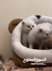  1 Persian kittens