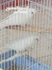  2 متاح جواز دره لتينو وسكني بسعر مغري