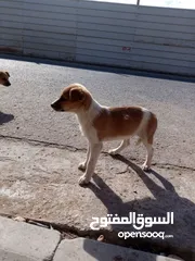  2 جراء كلاب نوع ترير للبيع