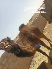  4 ناقه للبيع عمر 6سنوات