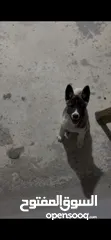  4 كلبة اكيتا امريكي عمر 80 يوم