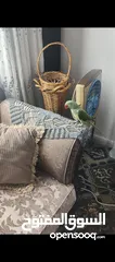  1 ببغاء كساندرا ذكر متكلم اليف جدا جدا عجينه 24 س لعب وحكي ما بهدي بطلع على الايد ما عندو عضه نهائيا