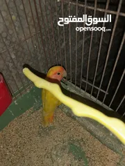  6 جوزين روز ومخلف بصلاه على سيدنا محمد