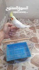  1 انثي كوكتيل الاتينو